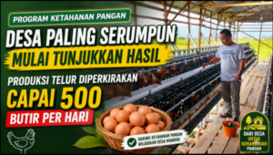 Program Ketahanan Pangan Desa Paling Serumpun Mulai Tunjukkan Hasil, Produksi Telur Diperkirakan Capai 500 Butir Perhari