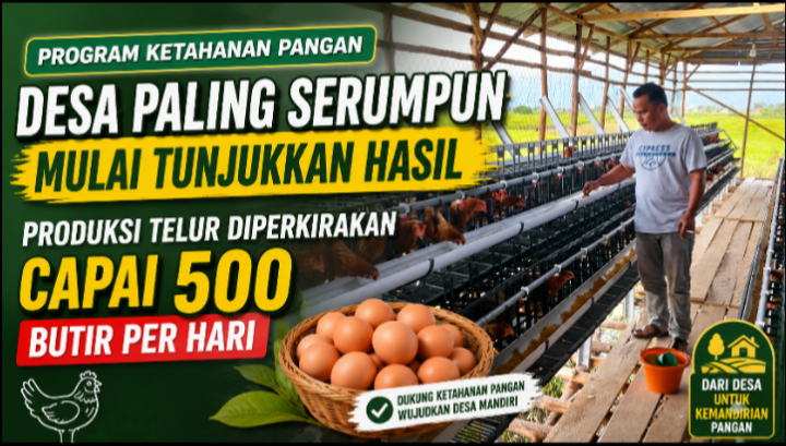 Program Ketahanan Pangan Desa Paling Serumpun Mulai Tunjukkan Hasil, Produksi Telur Diperkirakan Capai 500 Butir Perhari